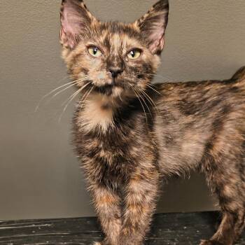 Athena -  Domestic Short Hair Cat for Adoption in Springfield, Illinois - Athena | PetCurious