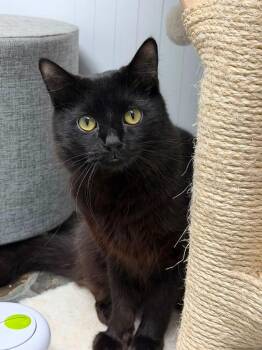 Wesley -  Domestic Medium Hair Cat for Adoption in Mcdonald, Pennsylvania - Wesley | PetCurious