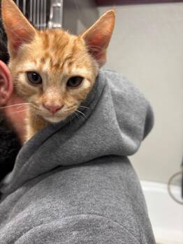 Domestic Short Hair Cats Available for Adoption in Fall River, Massachusetts - Apricot | PetCurious