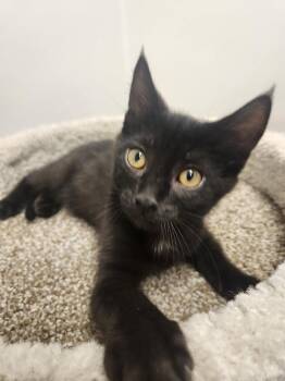 Wasabi -  Domestic Short Hair Cat for Adoption in Westfield, Wisconsin - Wasabi | PetCurious