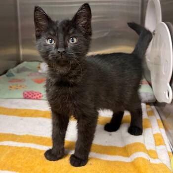 Falken -  Domestic Short Hair Cat for Adoption in Keizer, Oregon - Falken | PetCurious