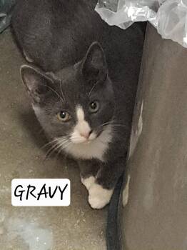 Gravy (FCID# 07/27/2026 - 48 Brandywine PS) C -  Tuxedo Cat for Adoption in Greenville, Delaware - Gravy (FCID# 07/27/2026 - 48 Brandywine PS) C | PetCurious