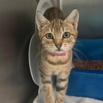 Falcon -  Domestic Short Hair Cat for Adoption in Lakeland, Florida - Falcon | PetCurious