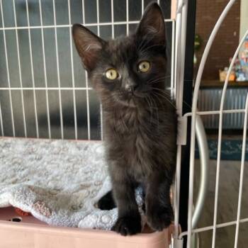 Domestic Short Hair Cats Available for Adoption in Dayton, Ohio - Pinecone | PetCurious