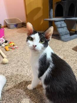 Domestic Short Hair Cats Available for Adoption in Sioux City, Iowa - Patches | PetCurious