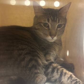 Kiwi -  Domestic Short Hair Cat for Adoption in Reno, Nevada - Kiwi | PetCurious