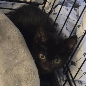 Riley LA -  Domestic Short Hair Cat for Adoption in Greenville, South Carolina - Riley LA | PetCurious