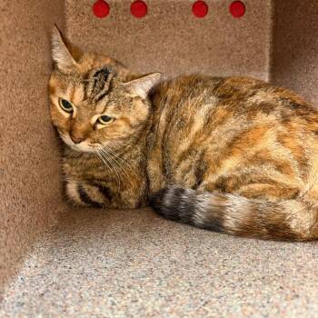 River -  Domestic Short Hair Cat for Adoption in Birmingham, Alabama - River | PetCurious