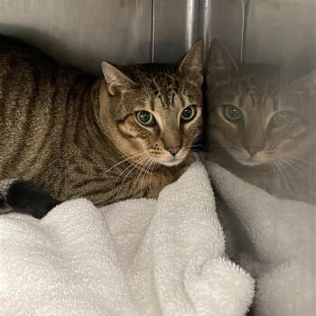 Charmander -  Domestic Short Hair and Abyssinian Cat for Adoption in Hawthorne, California - Charmander | PetCurious