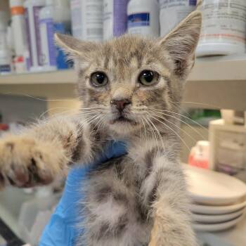 Super Mario 3 -  Domestic Short Hair Cat for Adoption in Westminster, California - Super Mario 3 | PetCurious