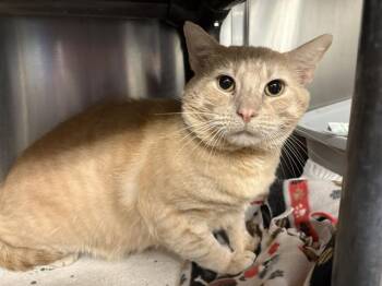 TATER -  Domestic Short Hair Cat for Adoption in Minneapolis, Minnesota - TATER | PetCurious