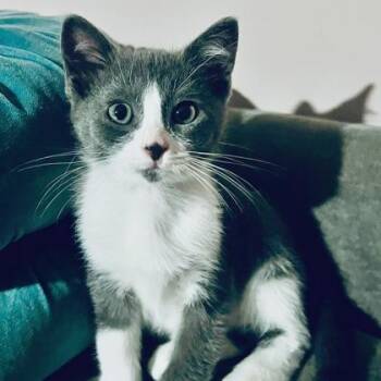 McIntosh -  Domestic Short Hair Cat for Adoption in Wheaton, Illinois - McIntosh | PetCurious