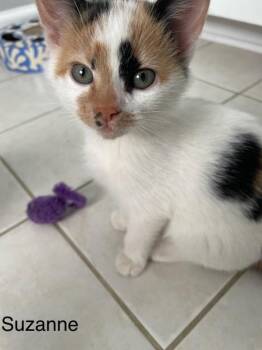 Rescue Calico and Domestic Short Hair Cats for Adoption in Shrewsbury, Massachusetts - Suzanne | PetCurious