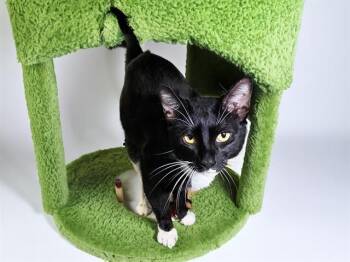 Domestic Short Hair Cats Available for Adoption in Fort Lauderdale, Florida - LOKI | PetCurious