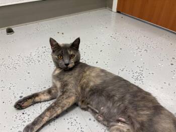 RUBY -  Domestic Medium Hair Cat for Adoption in Santa Cruz, California - RUBY | PetCurious