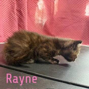Domestic Short Hair Cats Available for Adoption in Pleasanton, Texas - Rayne | PetCurious