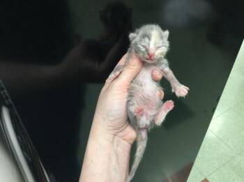 Domestic Short Hair Cats Available for Adoption in Thousand Palms, California - A1917416 | PetCurious