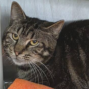 Dimitri -  Domestic Short Hair Cat for Adoption in Fort Wayne, Indiana - Dimitri | PetCurious