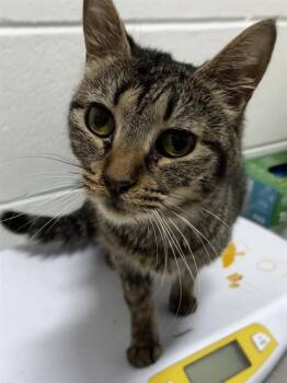 VITA -  Domestic Short Hair Cat for Adoption - VITA | PetCurious