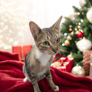 Rescue American Shorthair Cats for Adoption in Austin, Texas - Freya | PetCurious