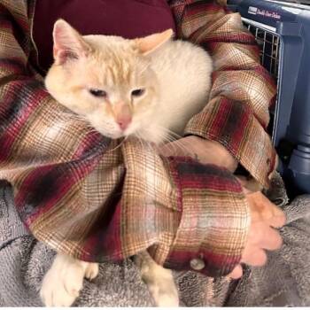 Extra Toes Cat Hemingway Polydactyl and American Shorthair Cats Available for Adoption in Coos Bay, Oregon - Mr. Pickles | PetCurious