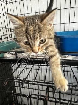 Rescue Tabby Cats for Adoption in Louisville, Illinois - Smokey | PetCurious