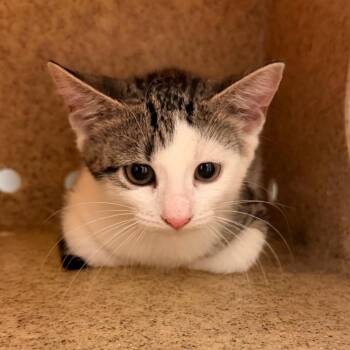 Hopper -  Domestic Short Hair Cat for Adoption in Philadelphia, Pennsylvania - Hopper | PetCurious