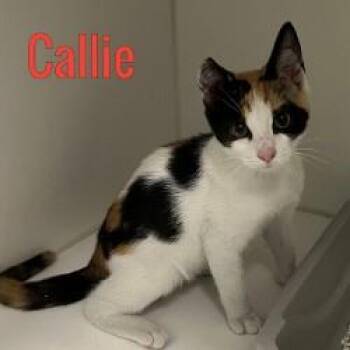 Callie -  Domestic Short Hair Cat for Adoption in Pleasantville, New Jersey - Callie | PetCurious