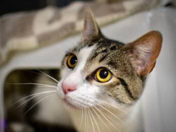 Bobble -  Domestic Short Hair Cat for Adoption in Portland, Oregon - Bobble | PetCurious