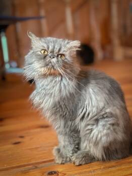 KUZYA -  Persian Cat for Adoption in New York, New York - KUZYA | PetCurious
