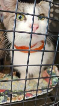 Rescue Domestic Short Hair Cats for Adoption in Hopkinsville, Kentucky - Clea Carter | PetCurious