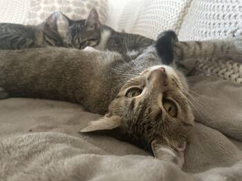 Rescue Domestic Short Hair Cats for Adoption in Nashville, Tennessee - Hoppy | PetCurious