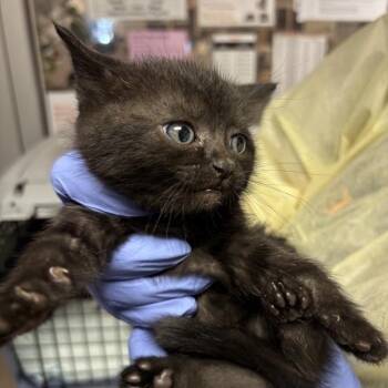 Tahoe -  Domestic Short Hair Cat for Adoption in Salt Lake City, Utah - Tahoe | PetCurious