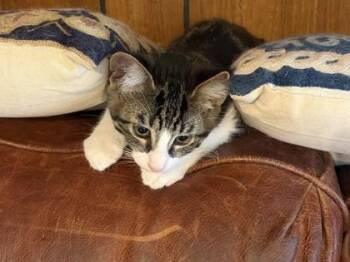 Felix -  Domestic Short Hair Cat for Adoption in El Paso, Texas - Felix | PetCurious