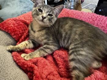 Russian Blue and American Shorthair Cats Available for Adoption - Tatiana  | PetCurious