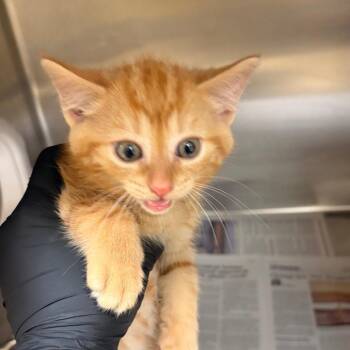 Cheeto -  Domestic Short Hair Cat for Adoption in Winston-salem, North Carolina - Cheeto | PetCurious