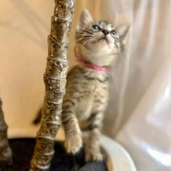Unbothered Cow 12 -  Domestic Short Hair Cat for Adoption in Austin, Texas - Unbothered Cow 12 | PetCurious
