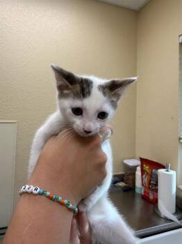 JACK -  Domestic Short Hair Cat for Adoption in Fort Myers, Florida - JACK | PetCurious