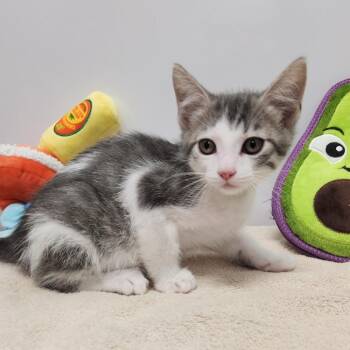 Chips -  Domestic Short Hair Cat for Adoption in Fort Wayne, Indiana - Chips | PetCurious