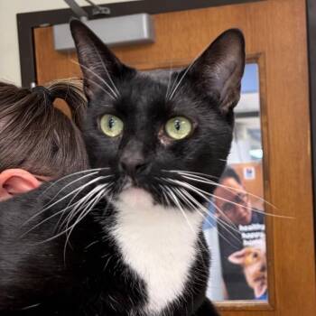 Pepper -  Domestic Short Hair Cat for Adoption in Kansas City, Kansas - Pepper | PetCurious
