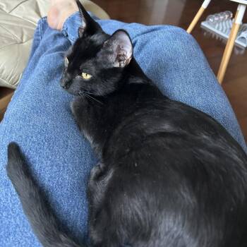 Karl -  Domestic Short Hair Cat Available for Adoption - Karl | PetCurious