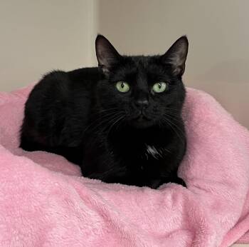 Domestic Short Hair Cats Available for Adoption - Kiwi | PetCurious