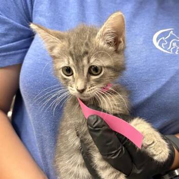 A883746 -  Domestic Short Hair Cat for Adoption in Camarillo, California - A883746 | PetCurious