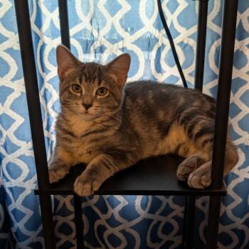 Rumble -  Domestic Short Hair Cat for Adoption in Hamilton, Michigan - Rumble | PetCurious