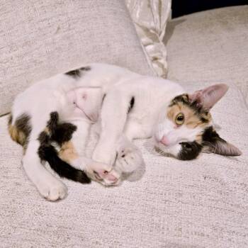 Revelle -  Domestic Short Hair Cat for Adoption in Austin, Texas - Revelle | PetCurious