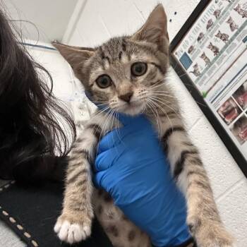 Archaea -  American Shorthair Cat for Adoption in Edinburg, Texas - Archaea | PetCurious