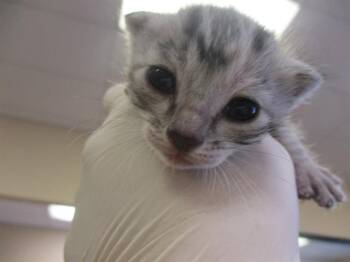 VENUS -  Domestic Short Hair Cat Available for Adoption in Ocala, Florida - VENUS | PetCurious