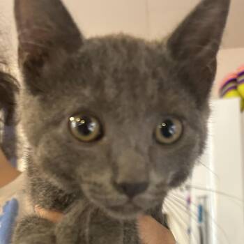Bolt -  Domestic Short Hair Cat for Adoption in Hanna City, Illinois - Bolt | PetCurious