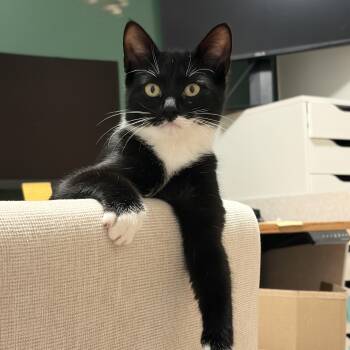 Aspen -  Domestic Short Hair Cat for Adoption in Ottawa, Ontario - Aspen | PetCurious