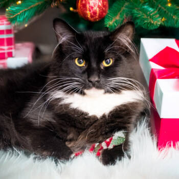 Rescue Domestic Medium Hair and Domestic Short Hair Cats for Adoption in Camano, Washington - Mousse (w/ Mimi) | PetCurious
